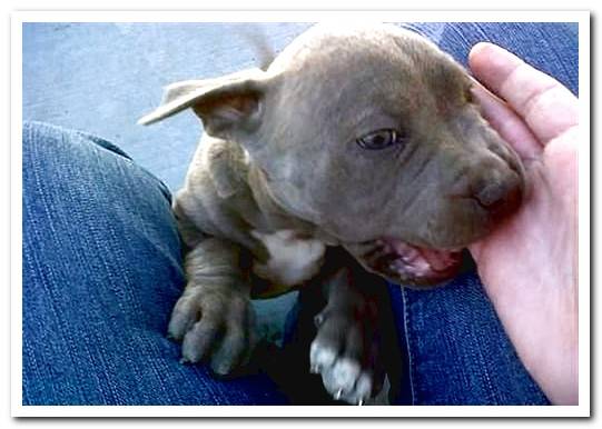 pitbull puppy biting hand