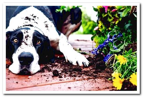 dog destroying garden