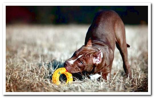 pitbull learning the bite