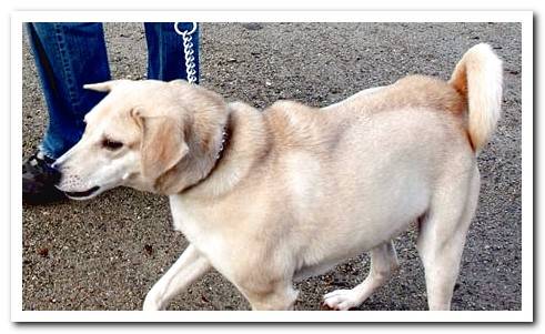 dog with hair up