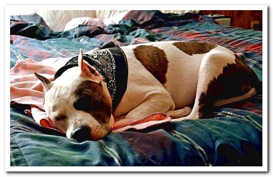 Pitbull sleeping in bed