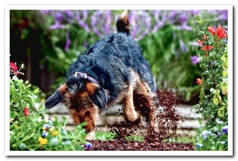 dog digging a hole