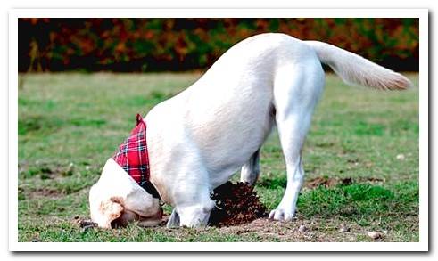 dog digging in the ground