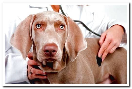 dog in pain at the vet