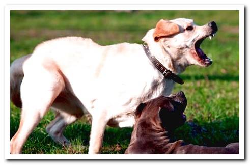 dog bristling with aggressiveness