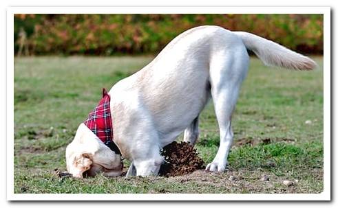 dog digging in the ground