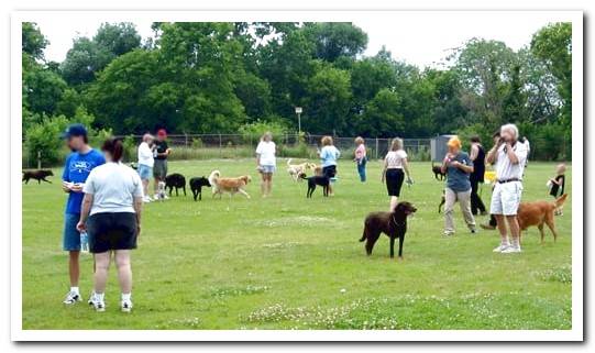 socializing a pit bull in a dog park