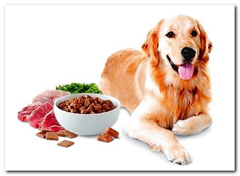 dog lying down with food