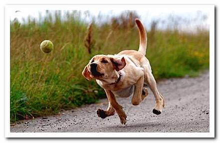 dog playing with ball