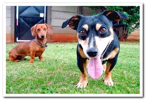 two dogs walking