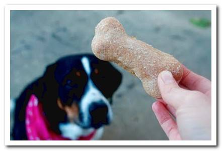 dog waiting for his cookie