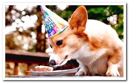 dog looking at a cupcake