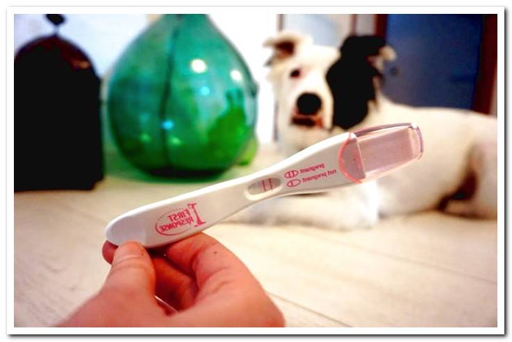 pregnancy-test-in-dogs