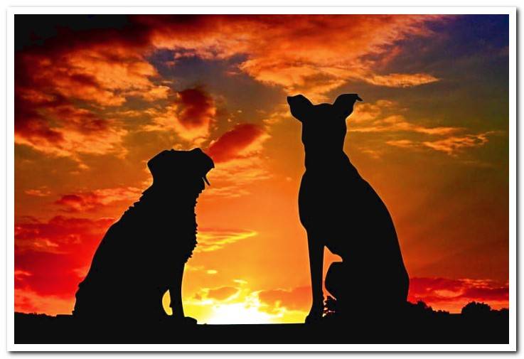 silhouette-of-dogs