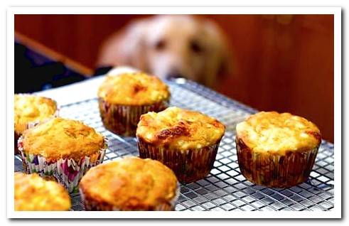 Dog Cupcakes recipe do you dare?