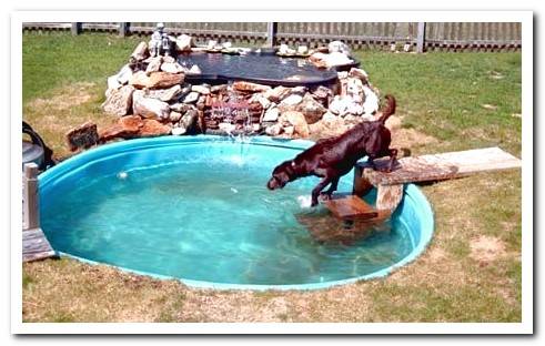 dog pool in hole