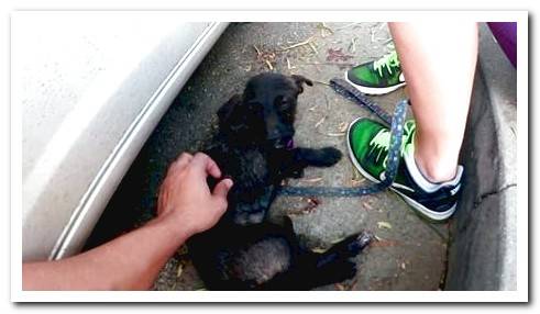 stroking an abandoned dog