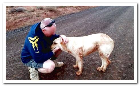 welcoming a stray dog