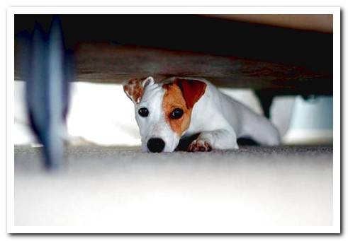 dog hidden under the bed