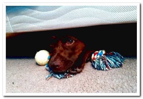 dog under the bed with toys