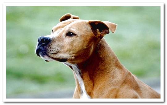 american pitbull terrier