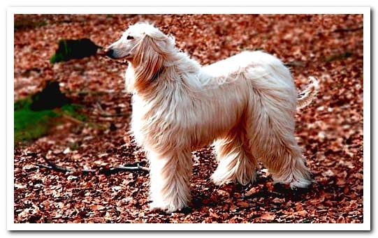 Afghan Greyhound Hair