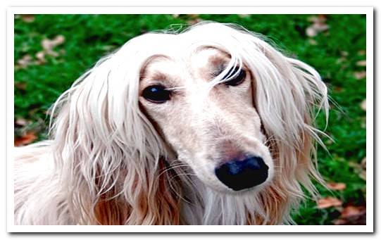 Afghan Hound