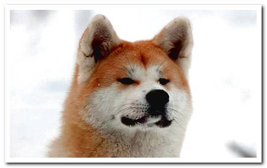 Akita Inu in the snow