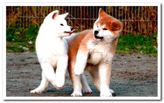 Akita Inu puppy