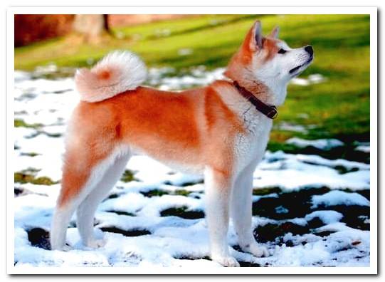 Akita Inu dog