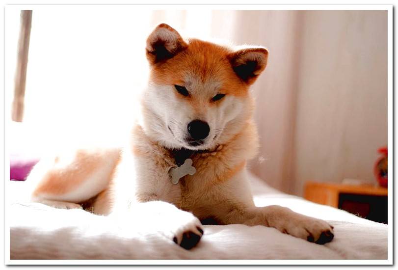 akita-dog