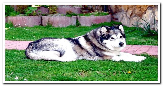 Alaskan Malamute dog lying in the garden
