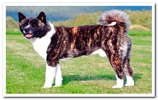 American akita field