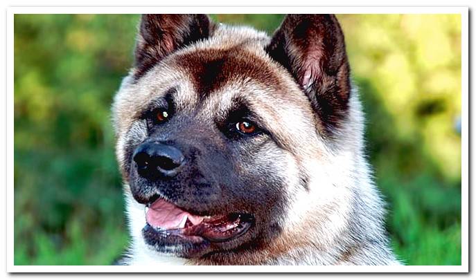 American Akita