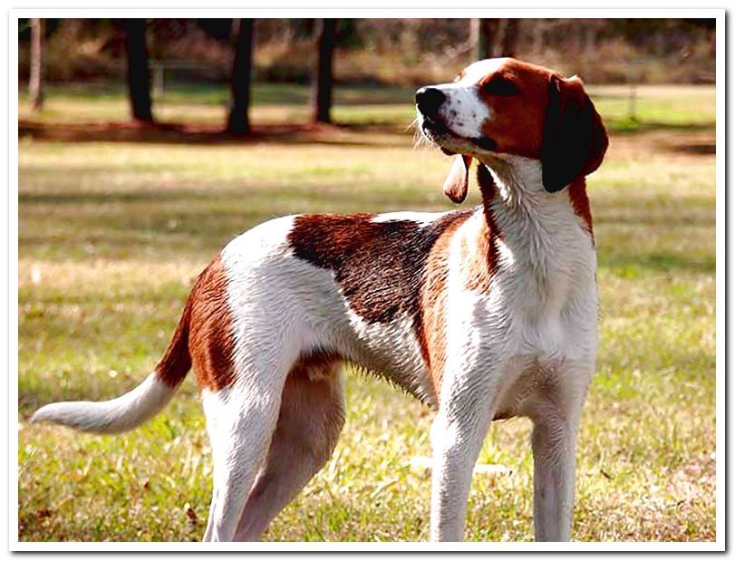 American-English-Coonhound