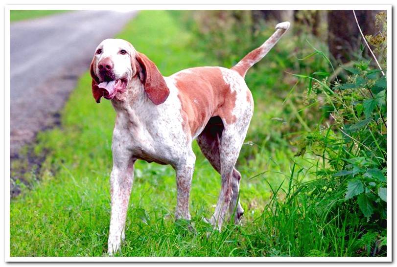 American English Coonhound - All About Breed