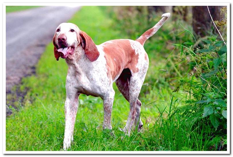 American-English-Coonhound2