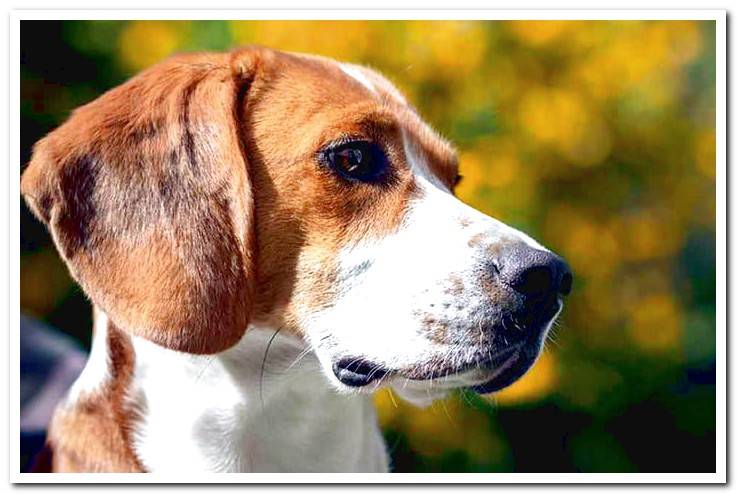 American-Foxhound