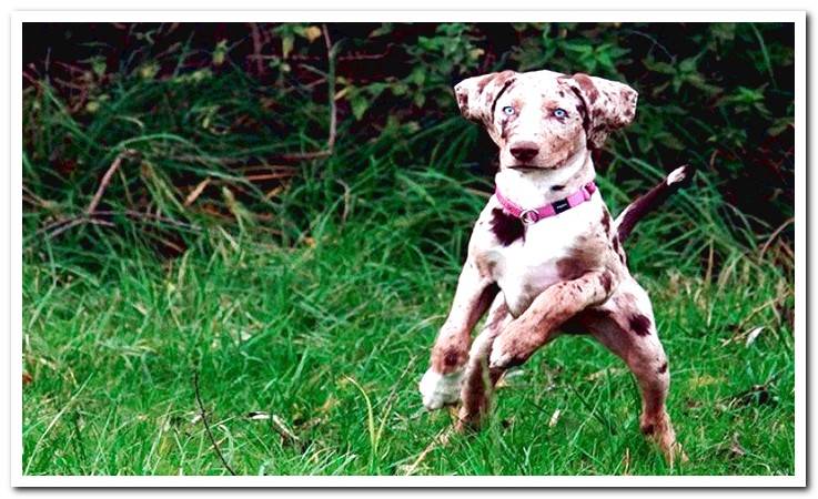 American-Leopard-Hound-playing