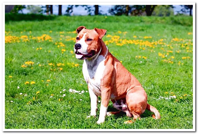 American-Staffordshire-Terrier-brown-and-white