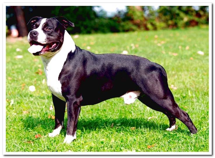 American-Staffordshire-Terrier-in-the-garden