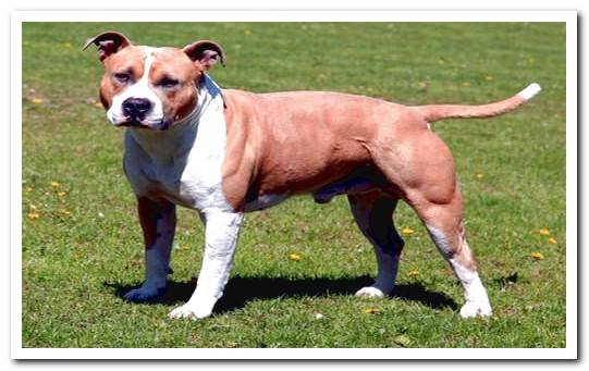 American Staffordshire Terrier