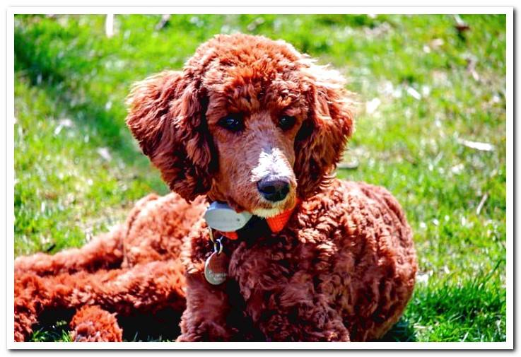 American-Water-Spaniel-basking-in-the-sun