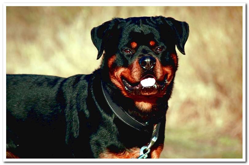 Differences between American and German Rottweilers