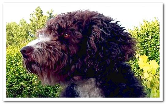 Spanish Water Dog Guide with photos and video of the breed!