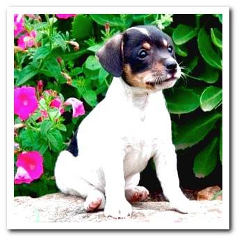 Andalusian buzzard puppy