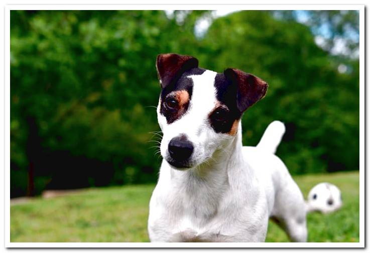 bodeguero-andaluz-perro