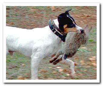 Andalusian winemaker dog hunting