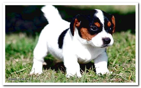 Andalusian winemaker puppy