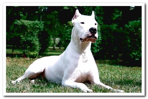 dogs of prey dogo argentino